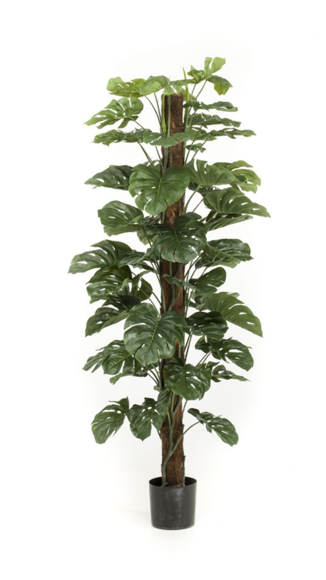 Peikonlehti tolpassa 180cm