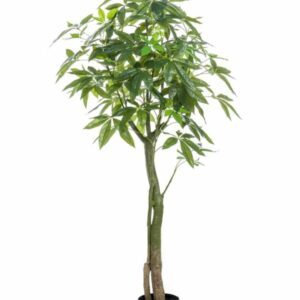 Kastanjasutipuu 150cm ruukussa