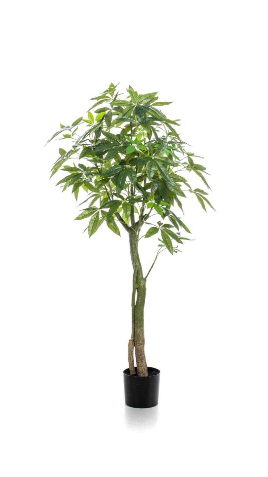 Kastanjasutipuu 150cm ruukussa