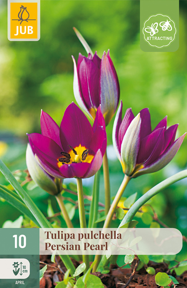Tulppaani 'Persian Pearl' 10 kpl