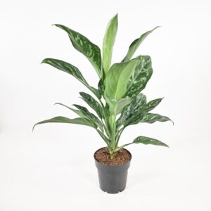 Laikkuvehka 'Green Lady' p14