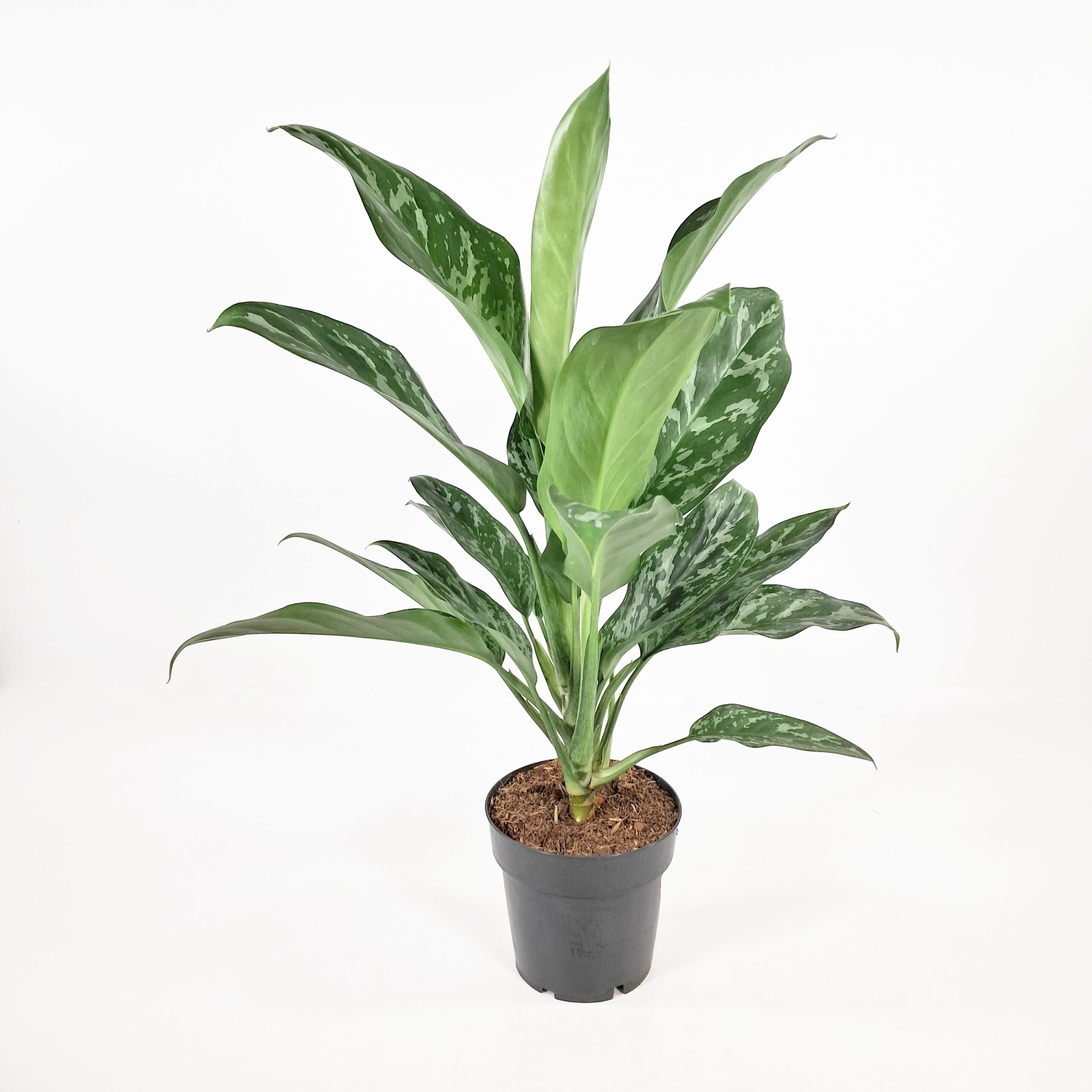 Laikkuvehka 'Green Lady' p14