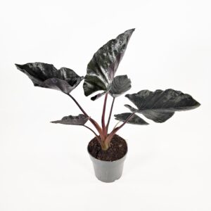 Alocasia 'Antoro Velvet' P14
