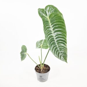 Anthurium Veitchii p12