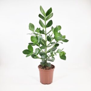 Klusia p17