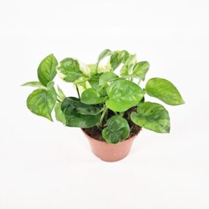 Kultaköynnös 'Lemon Joy' p11-12