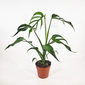 Monstera Burle Marx Flame p15
