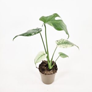 Peikonlehti 'Mint Variegata' p11-12