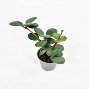 Muorinkukka 'Hope' p6