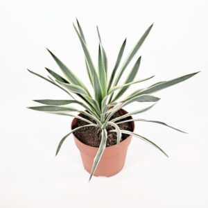 Kynttiläjukka 'Variegata' p17