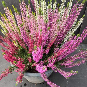 Calluna Beauty Ladies High Five p26