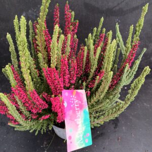 Calluna Beauty Ladies Mintberry p13