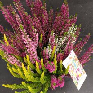 Calluna Beauty Ladies Mosaica p14
