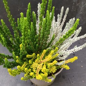 Calluna Garden Girls Sunset Fire Trio p17