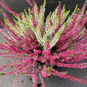 Calluna Garden Girls Twin Girls p17