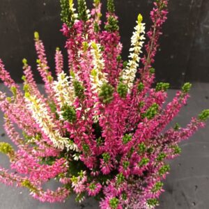 Calluna Garden Girls Vanilla Plum p11