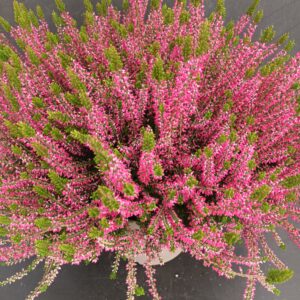 Calluna Garden Girls p24