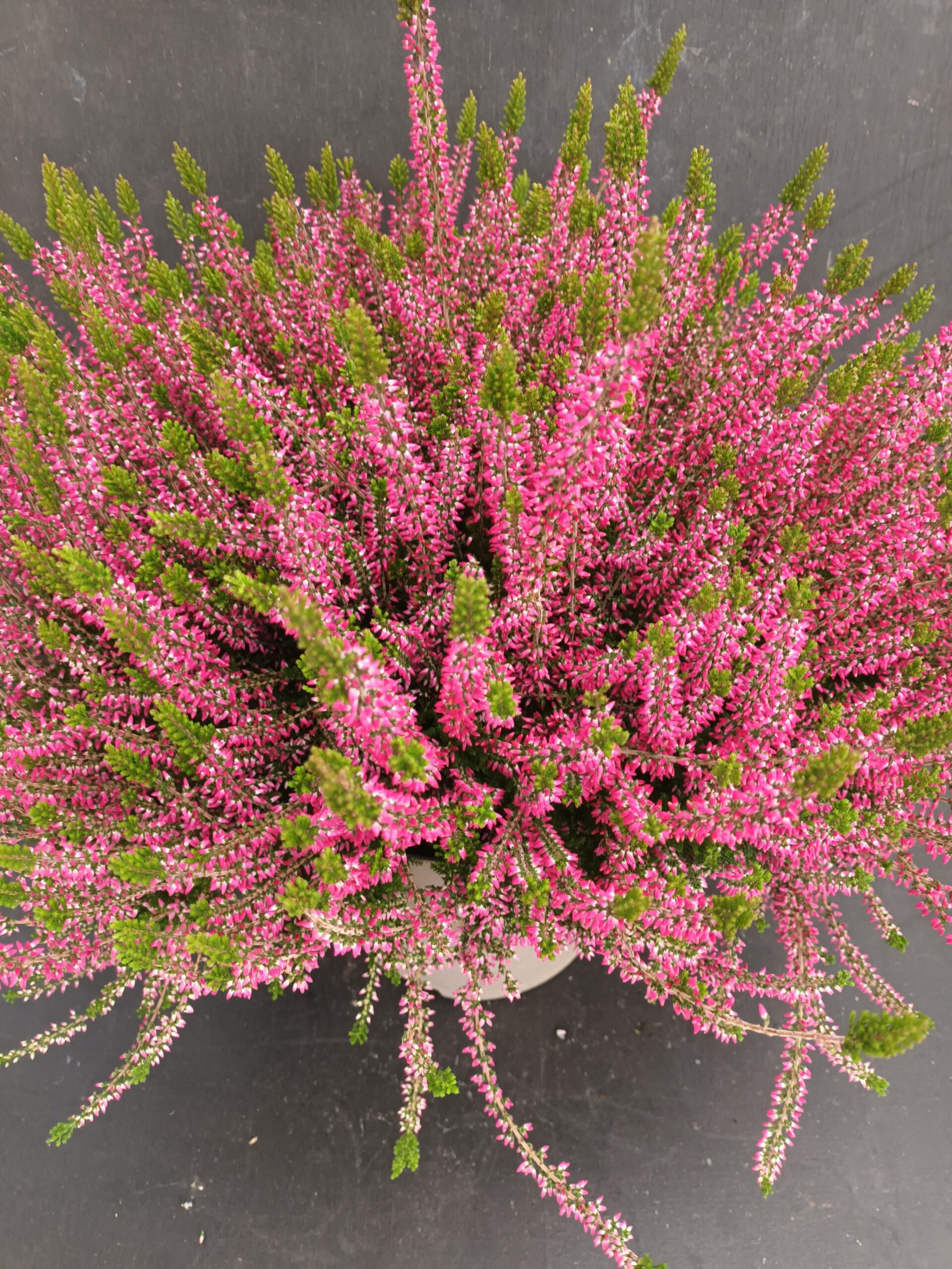 Calluna Garden Girls p24
