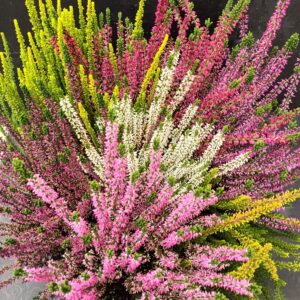 Calluna Beauty Ladies Mosaica bowl p35