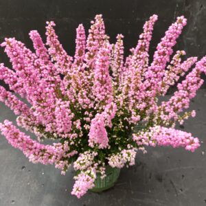 Erica Beauty Queens Rosa p10