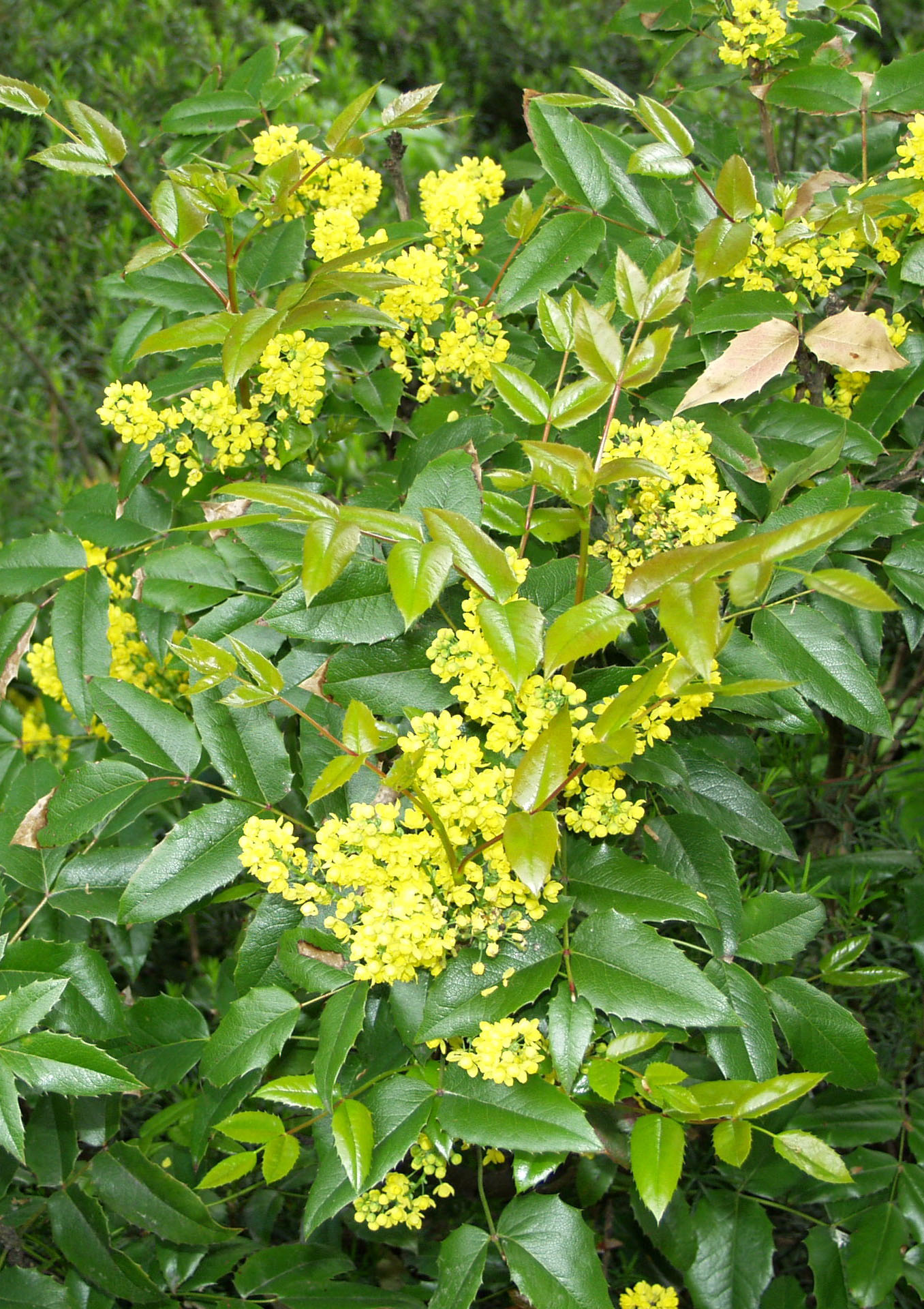 Mahonia; 40-60,At 5L,Ul