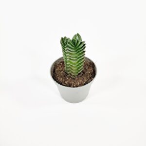 Crassula 'Buddha's Temple' p5-6