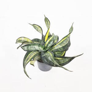 Anopinhammas 'Spiral Star' p9